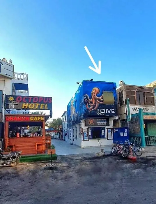 Dahab House Octopus-1