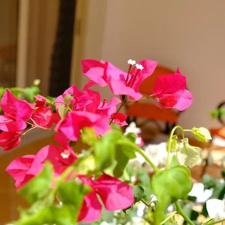 Viking Club Hotel-3