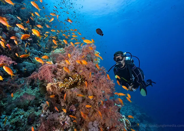 Camel Dive Club & Boutique Hotel Sharm El-Sheikh admite animales